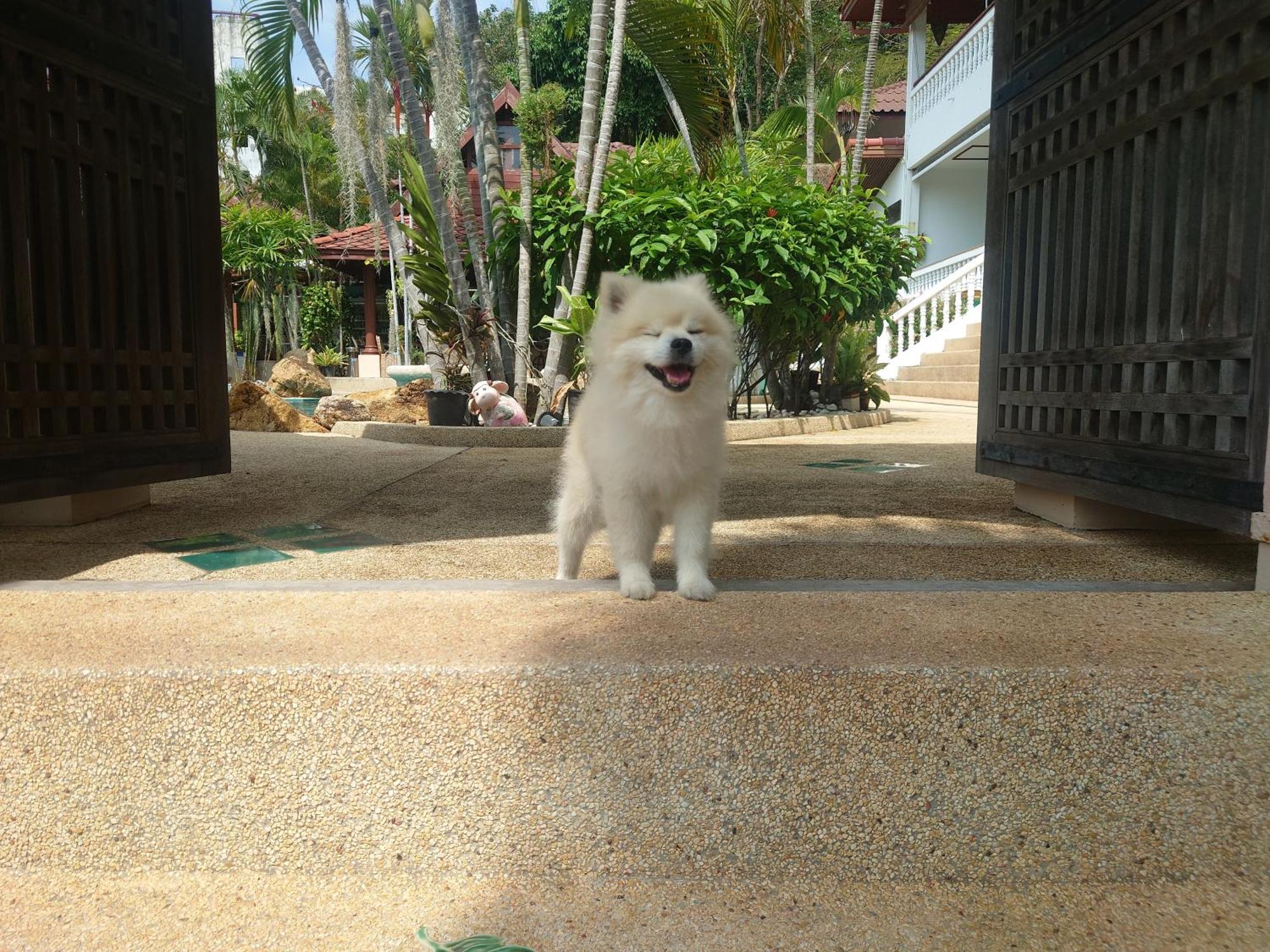 Samui Little Garden Resort Chaweng  Exterior photo